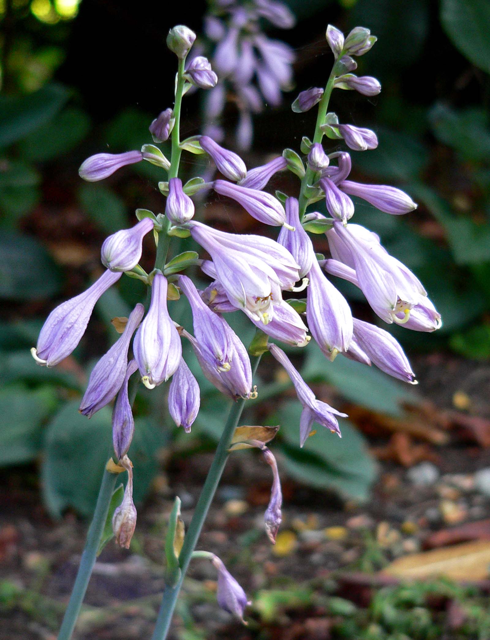 Photograph of Hosta 'Abiqua Blue Crinkles'