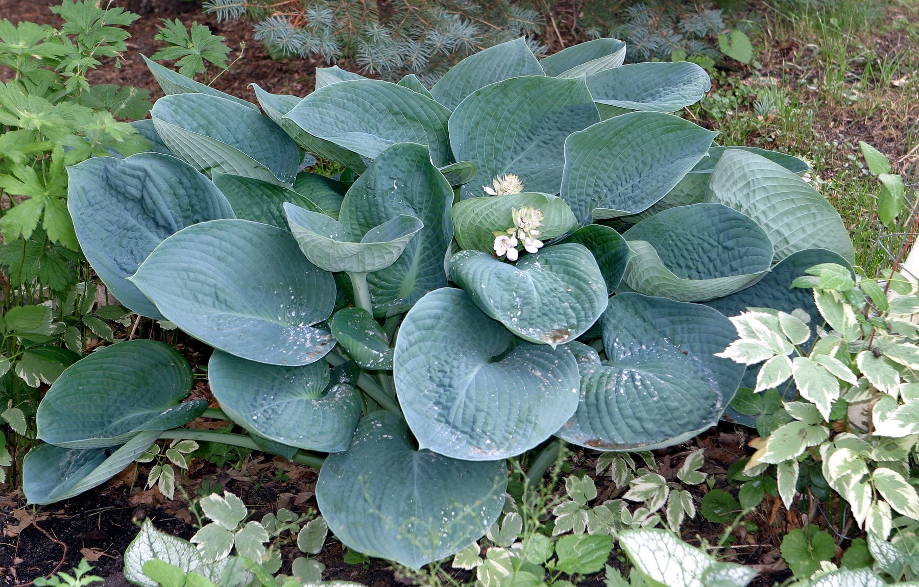 Hosta 'Abiqua Drinking Gourd'