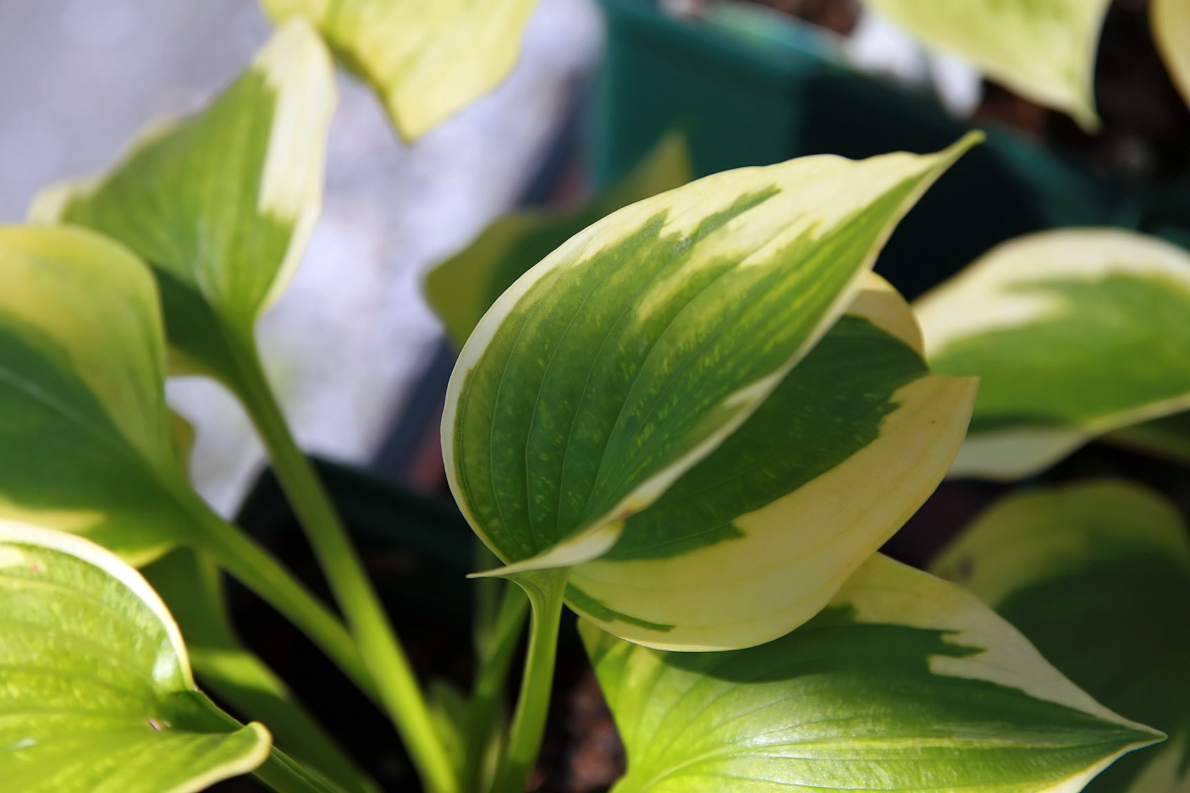 Photograph of Hosta 'Afternoon Delight'