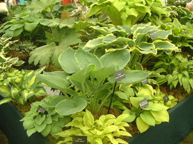 Hosta 'Alex'