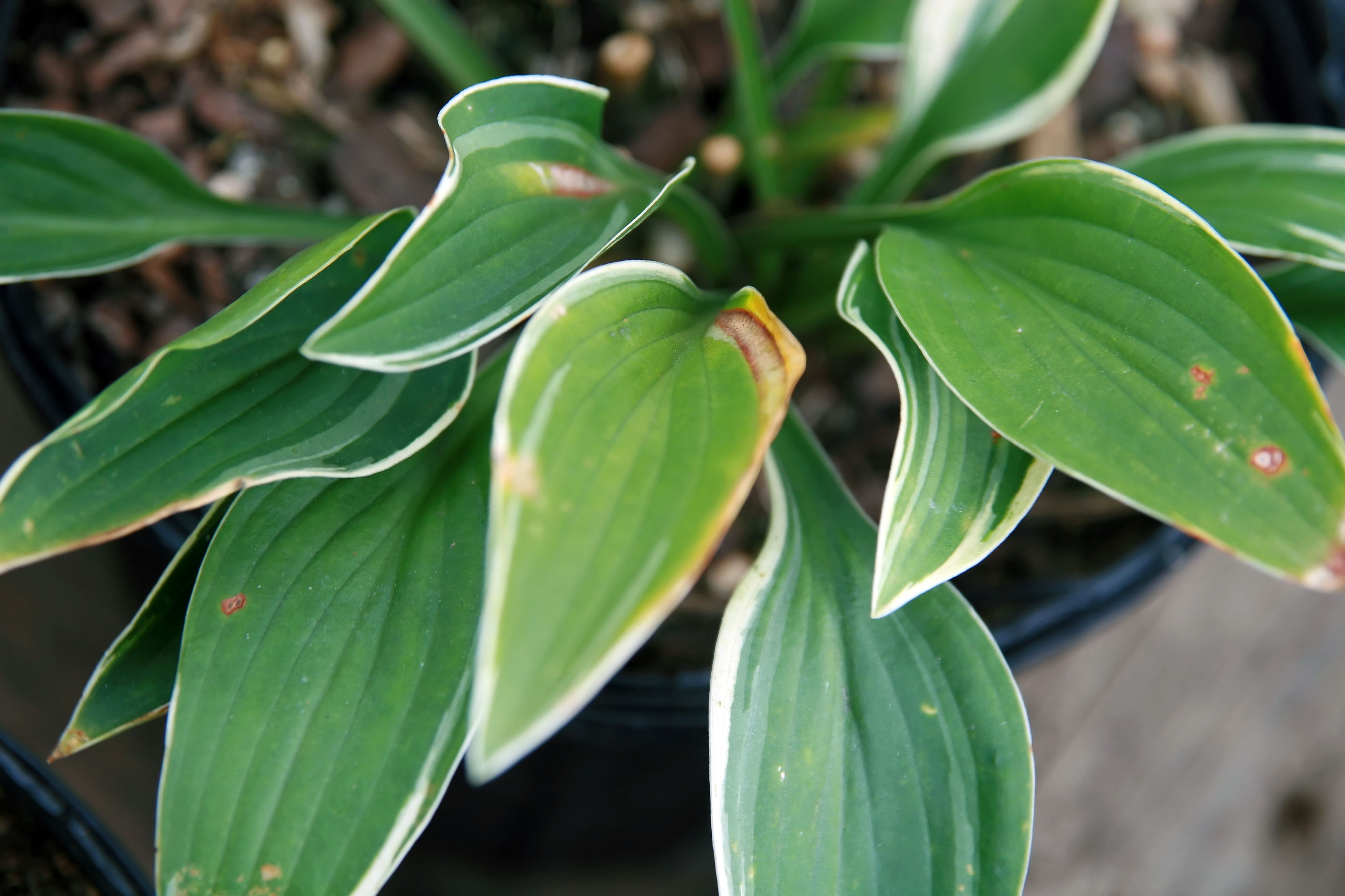 Photograph of Hosta 'Allan P. McConnell'