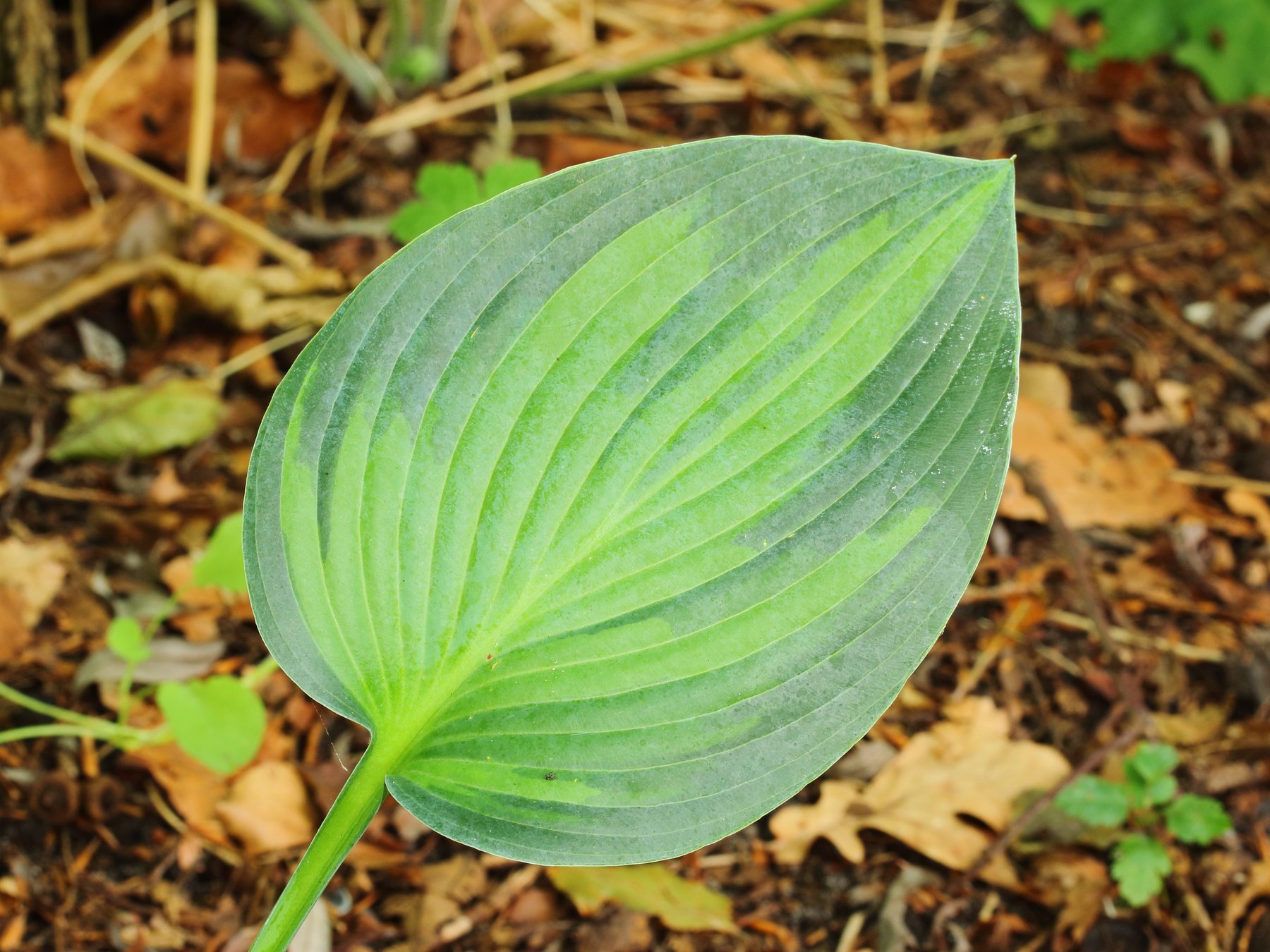 Hosta 'Almost'