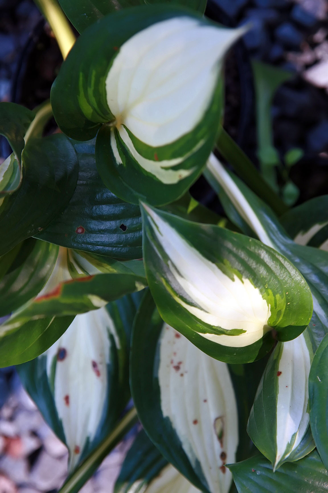 Hosta 'American Sweetheart'