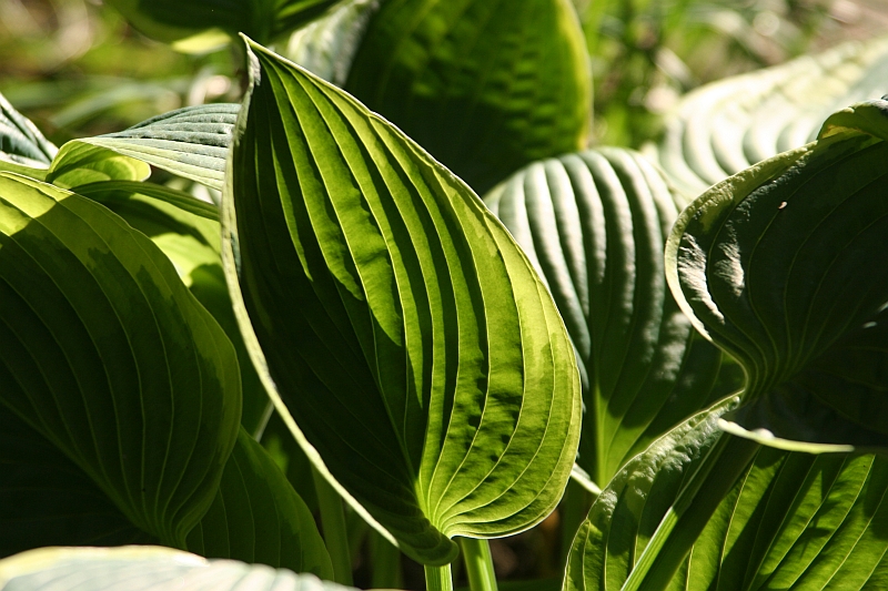 Photograph of Hosta 'Andrew'