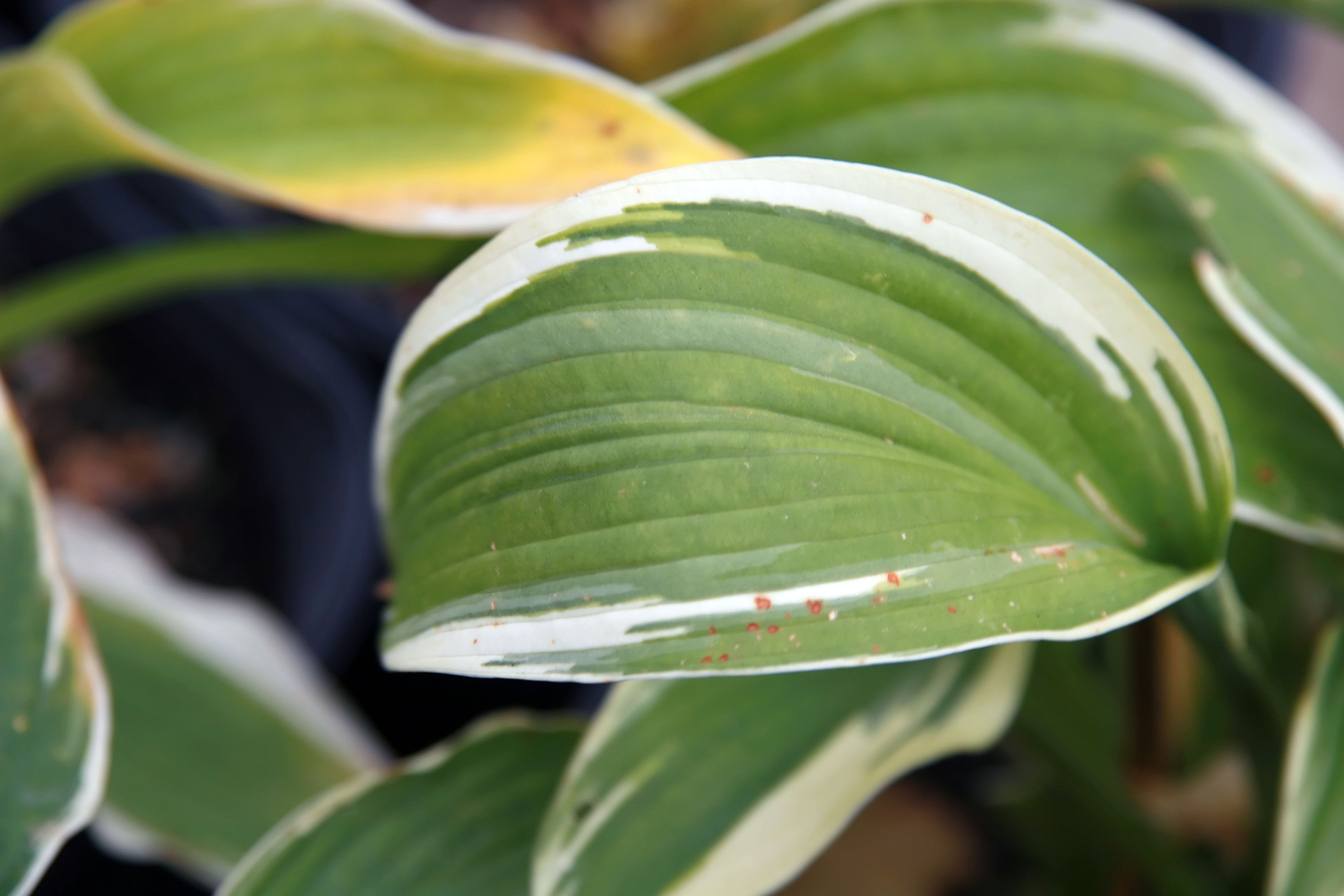 Photograph of Hosta 'Antioch'
