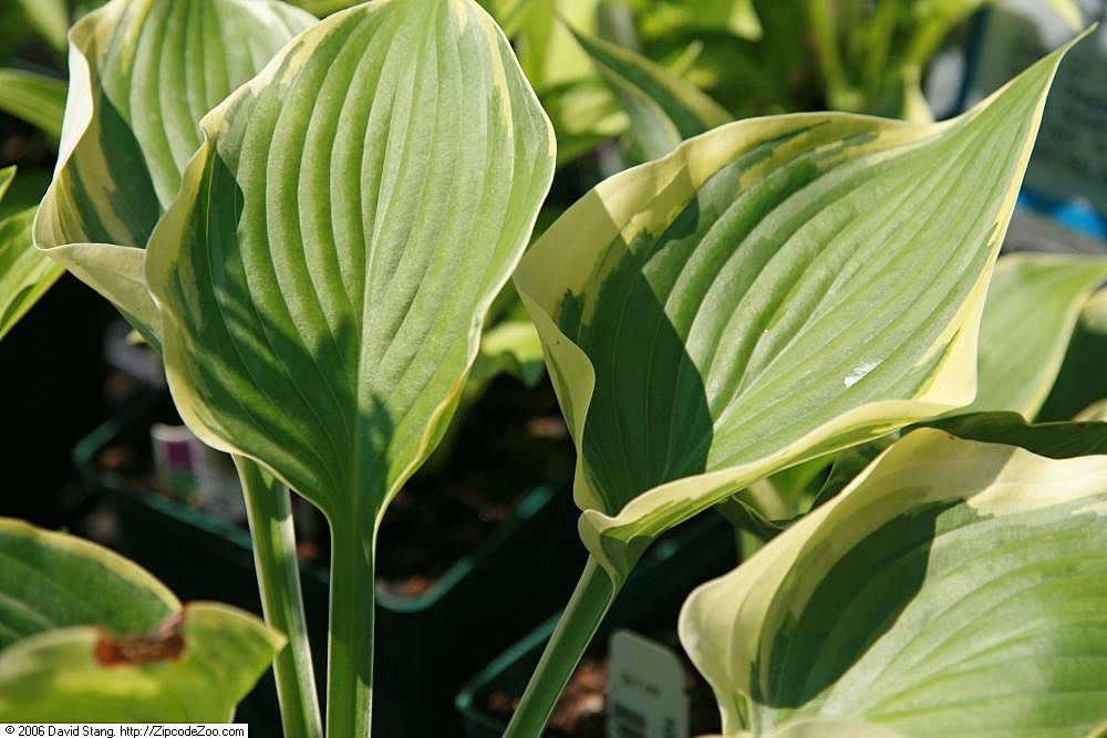 Photograph of Hosta 'Arc de Triomphe'
