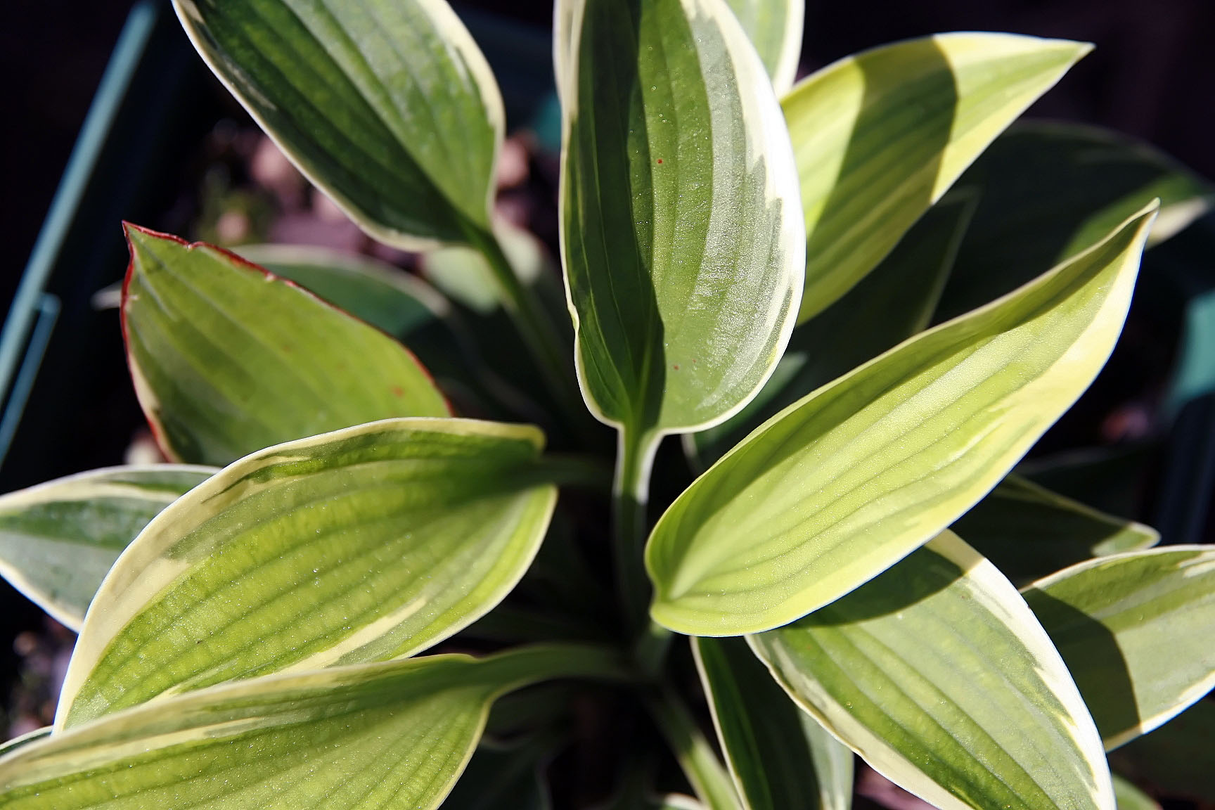 Hosta 'Aristocrat'