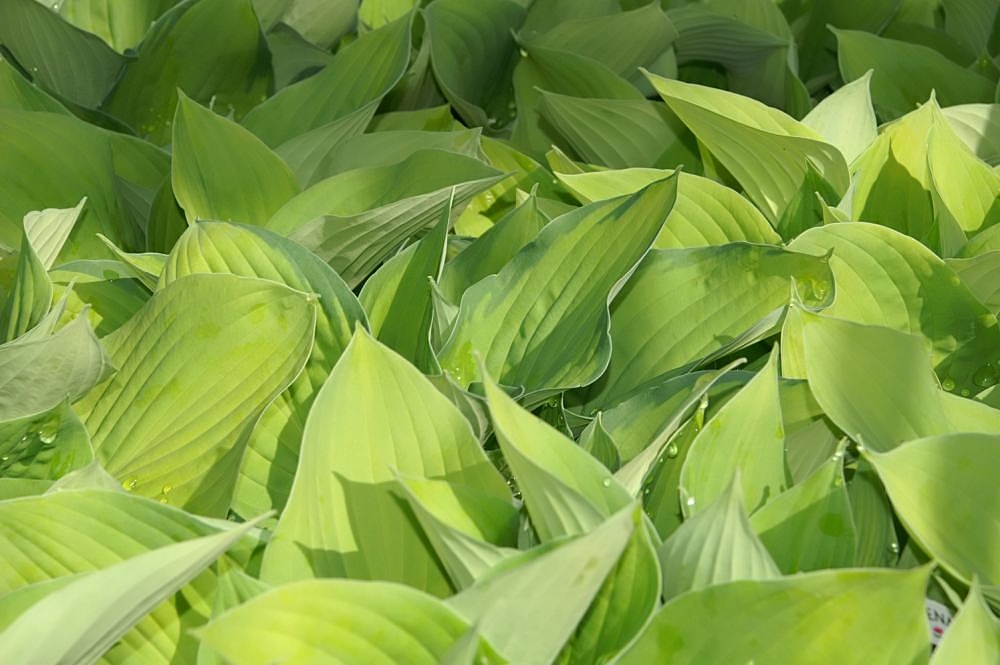 Photograph of Hosta 'August Moon'