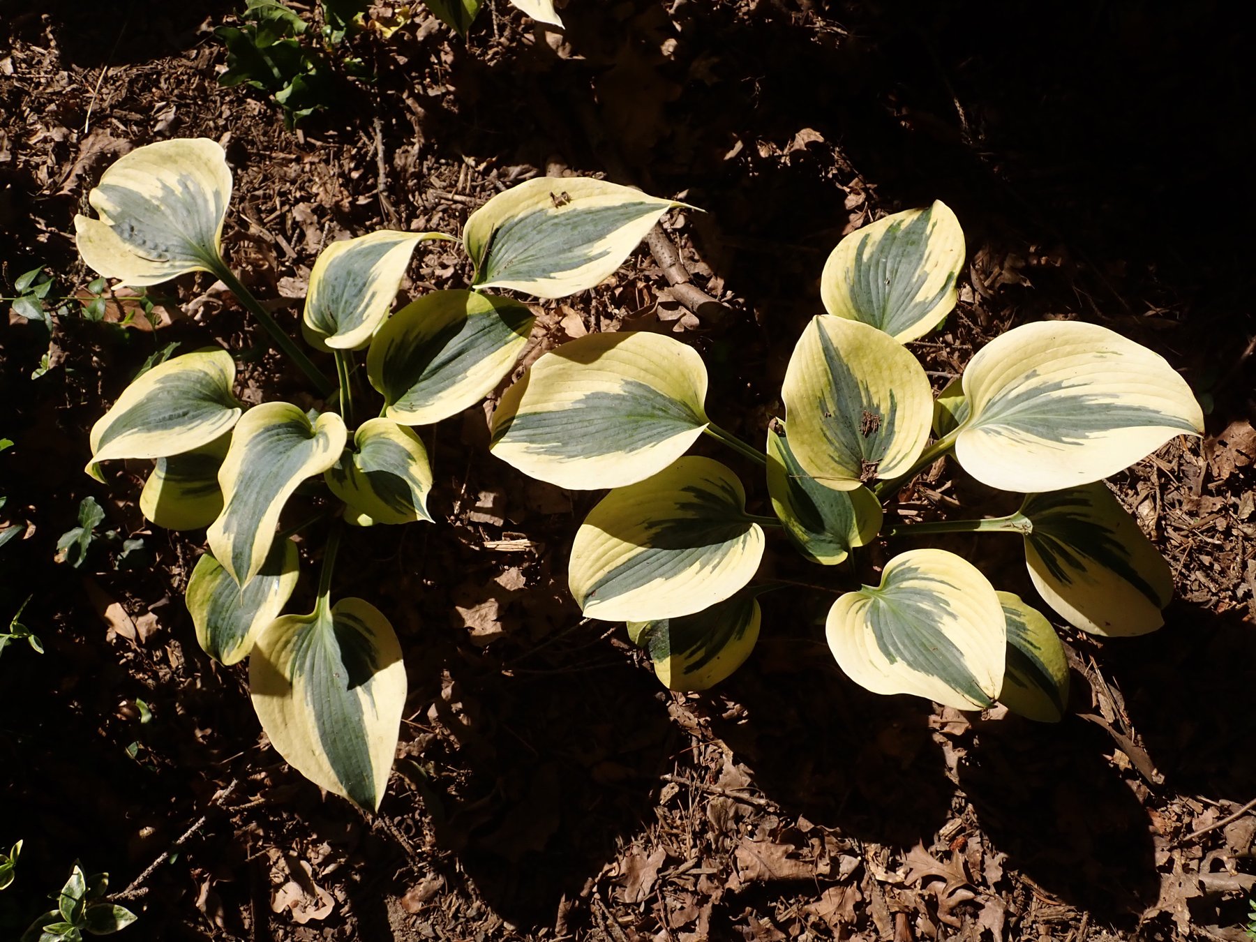 Photograph of Hosta 'Autumn Frost'