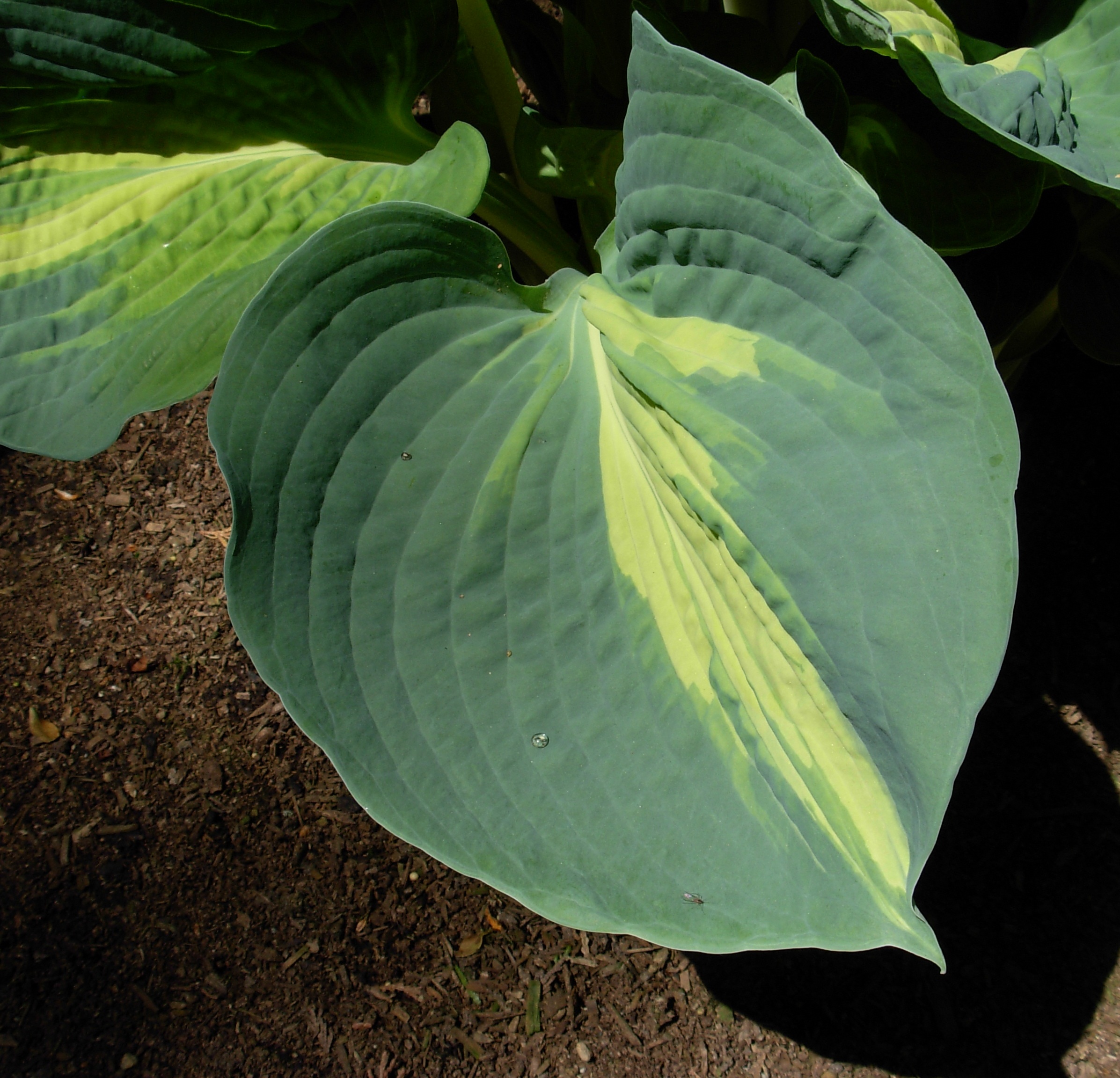 Photograph of Hosta 'Bellevue'