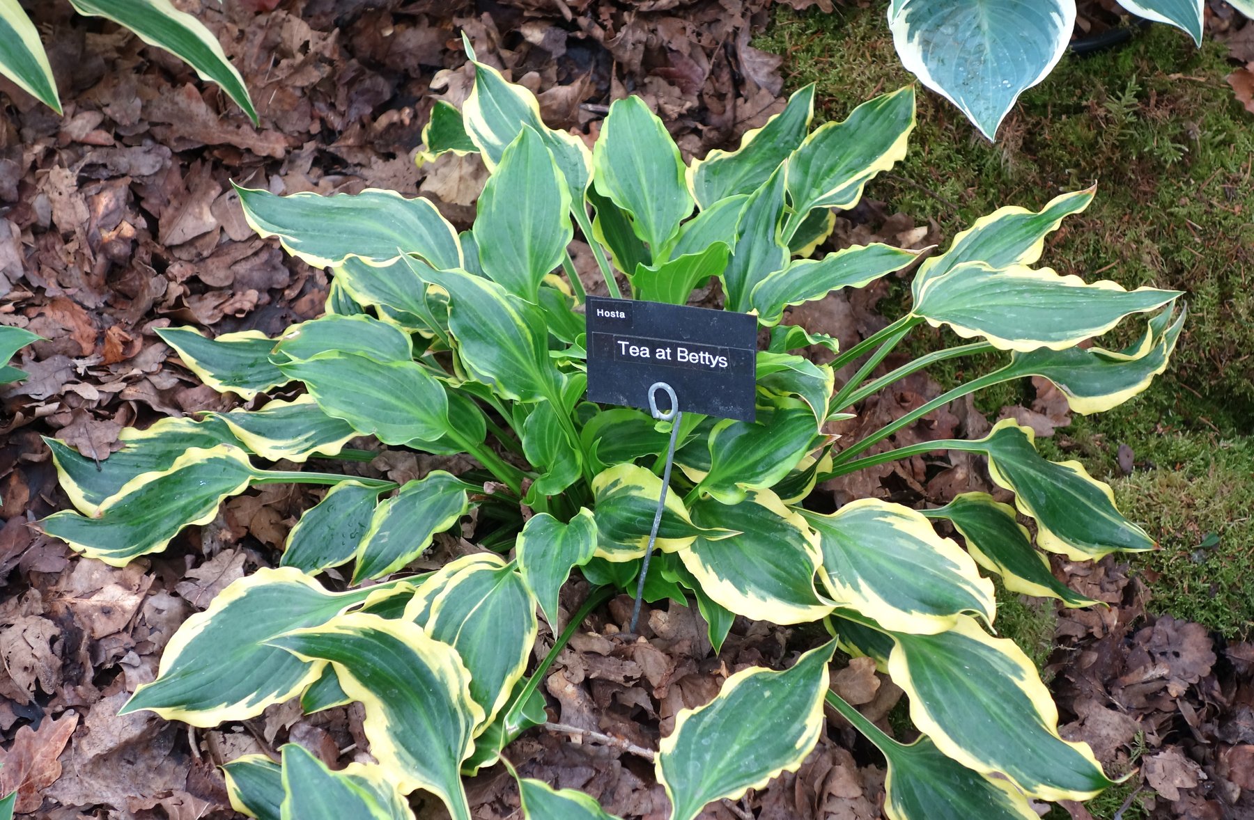 Photograph of Hosta 'Betty'
