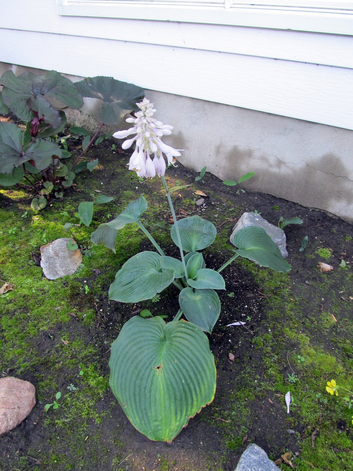 Photograph of Hosta 'Big and Blue'