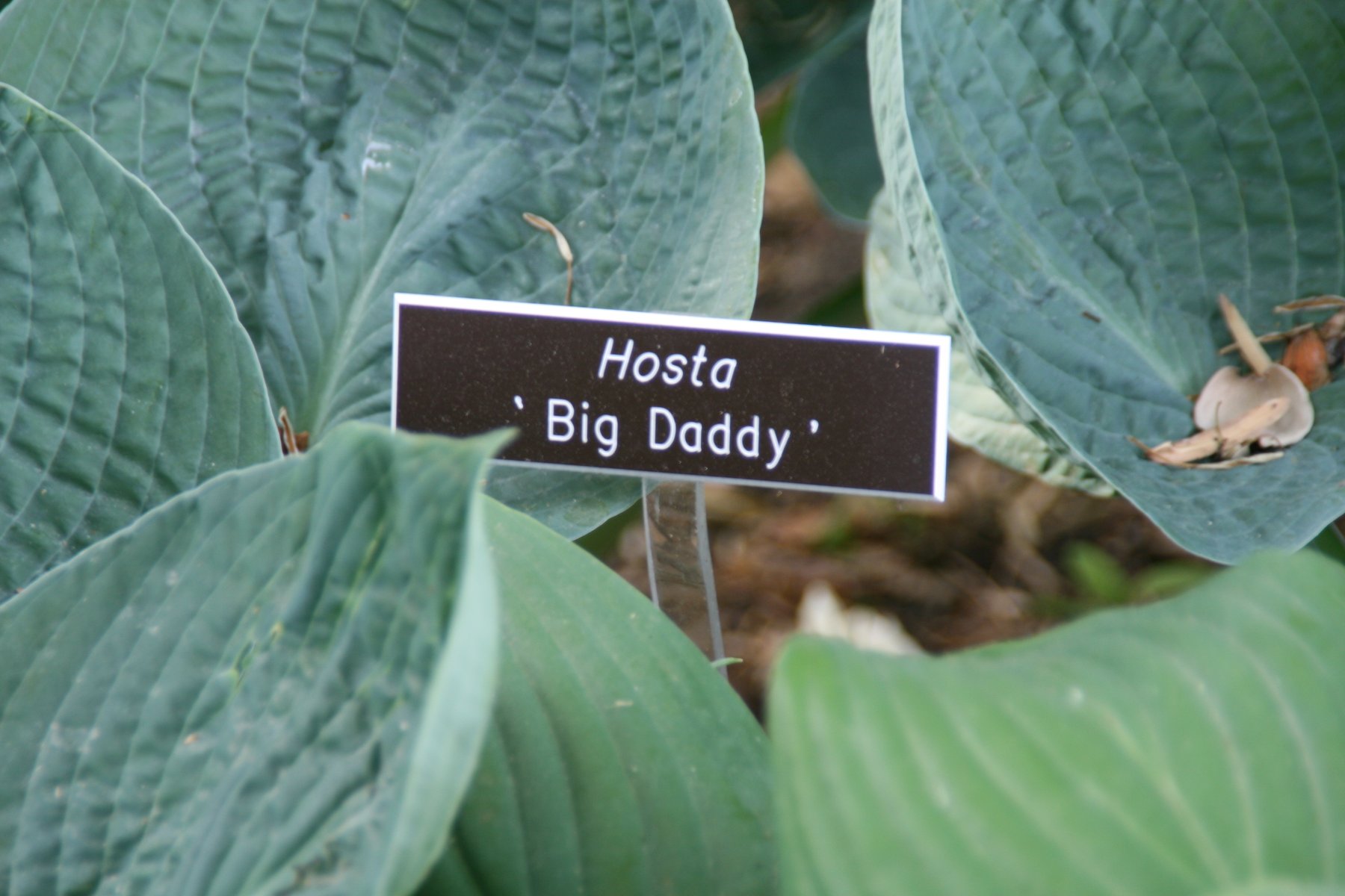 Photograph of Hosta 'Big Daddy'