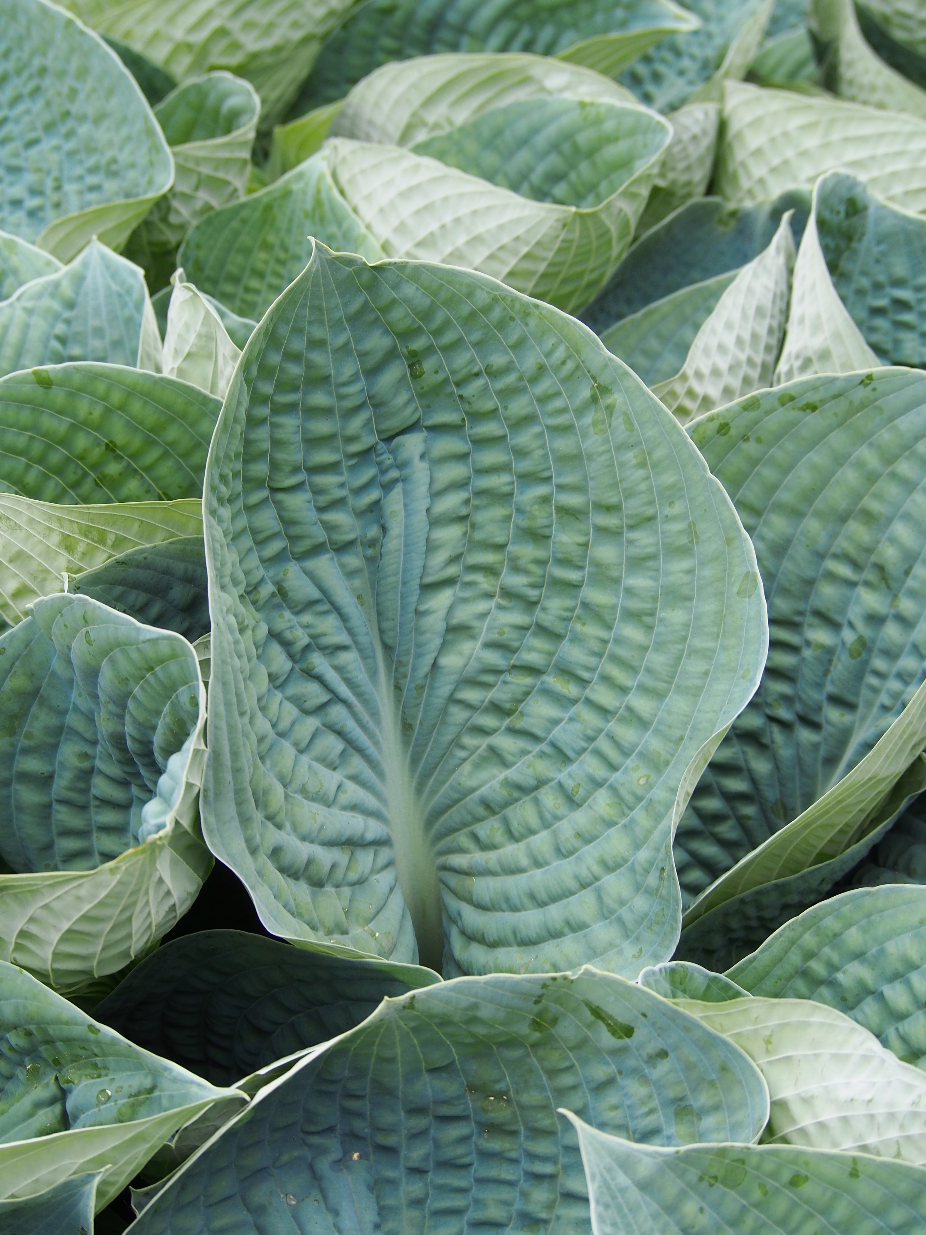Photograph of Hosta 'Big Mama'