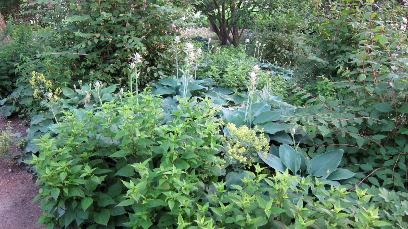 Photograph of Hosta 'Blizzard'