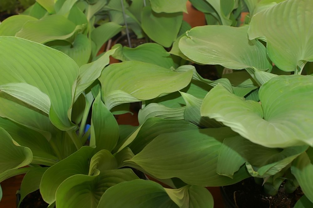 Photograph of Hosta 'Blue Angel'
