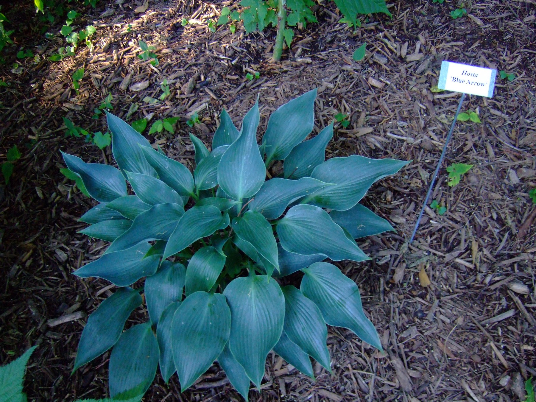 Photograph of Hosta 'Blue Arrow'
