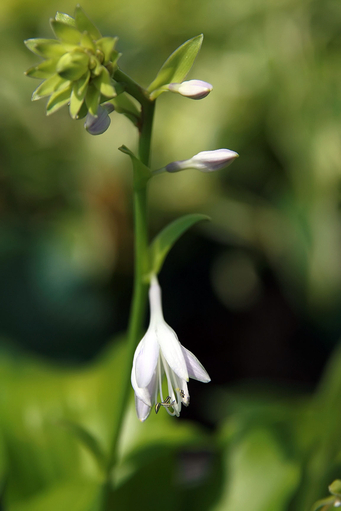 Photograph of Hosta 'Blue Haired Lady'