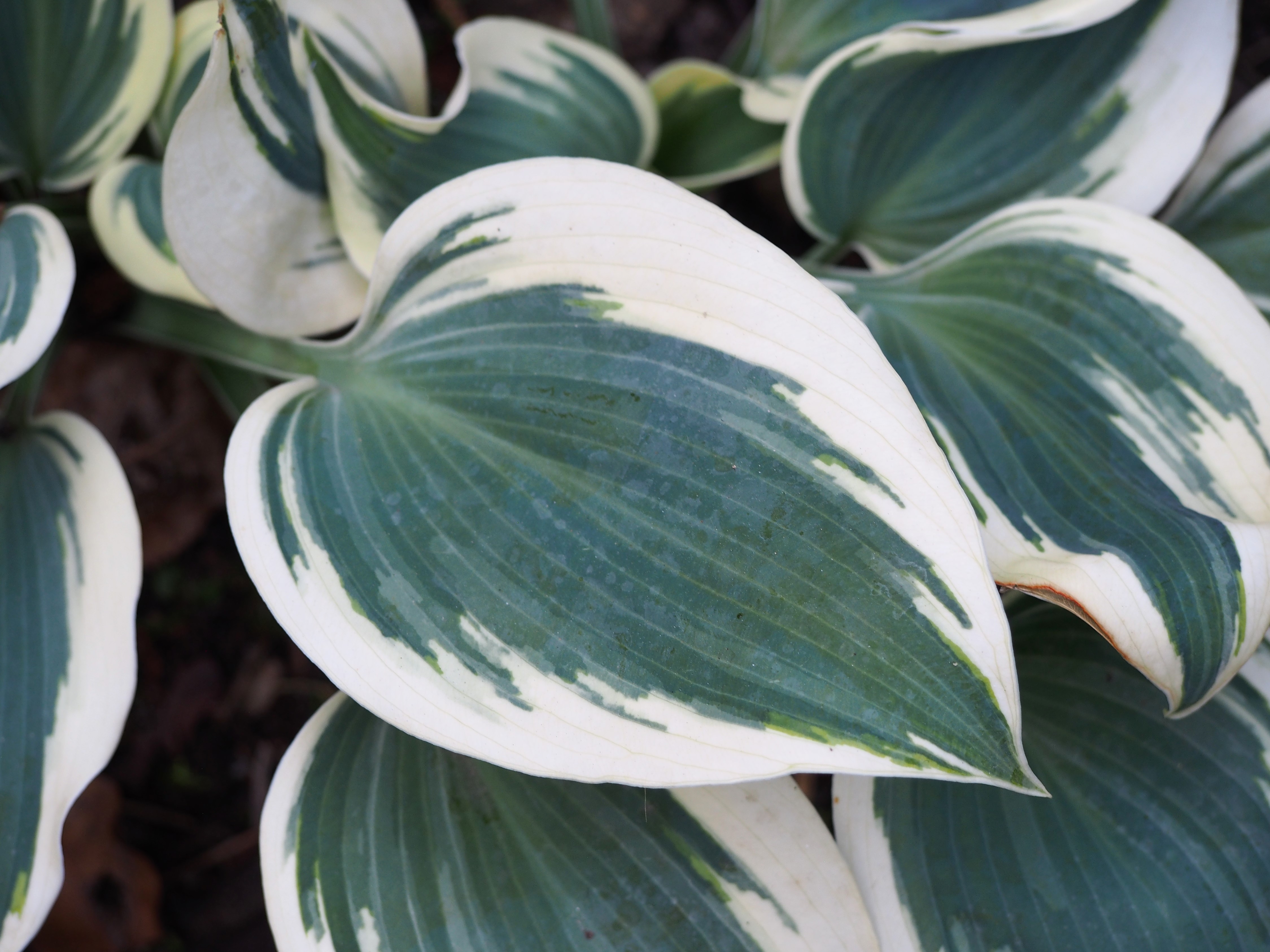 Photograph of Hosta 'Blue Ivory'