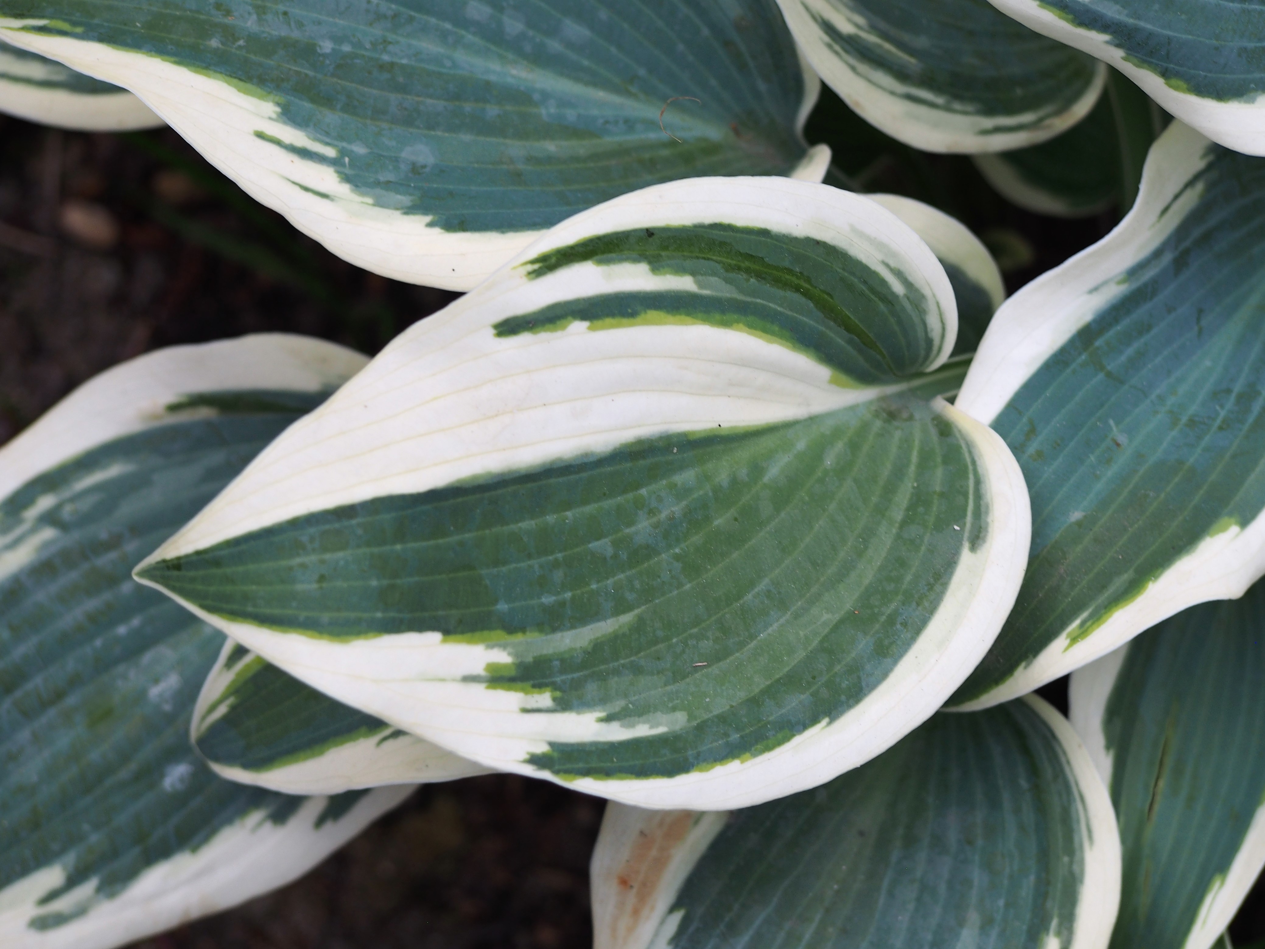 Photograph of Hosta 'Blue June'