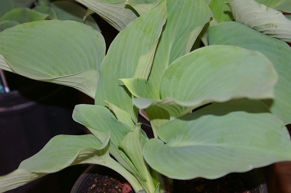 Photograph of Hosta 'Blue Mammoth'