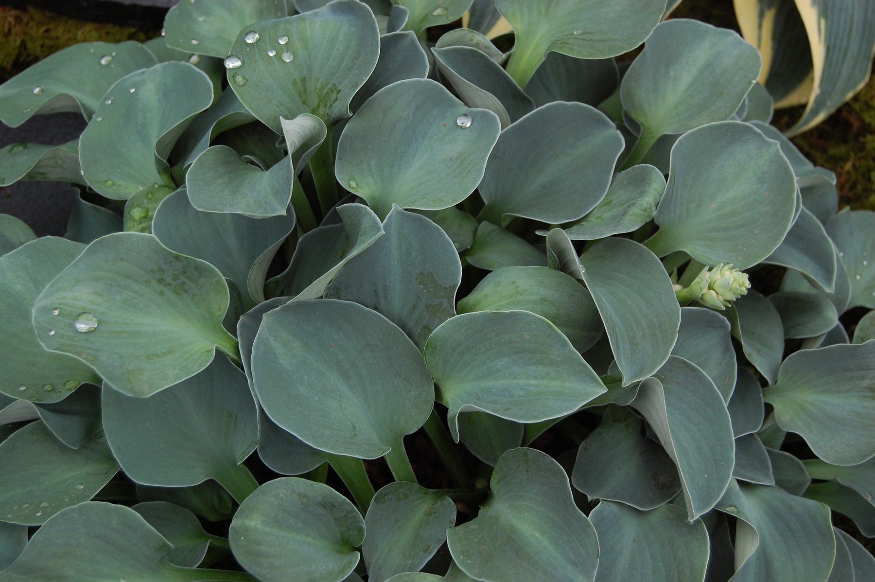 Photograph of Hosta 'Blue Mouse Ears'