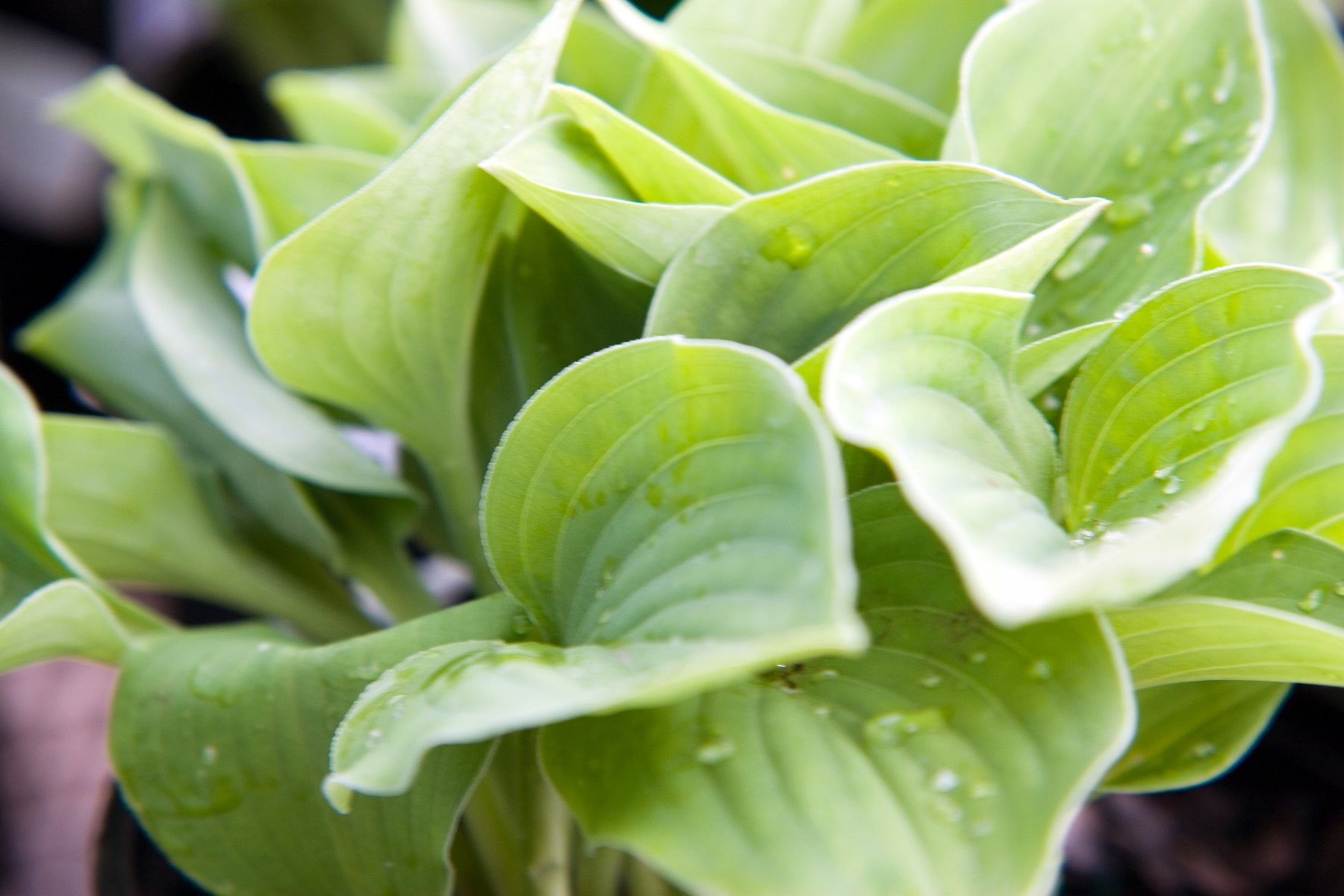 Photograph of Hosta 'Blue River'
