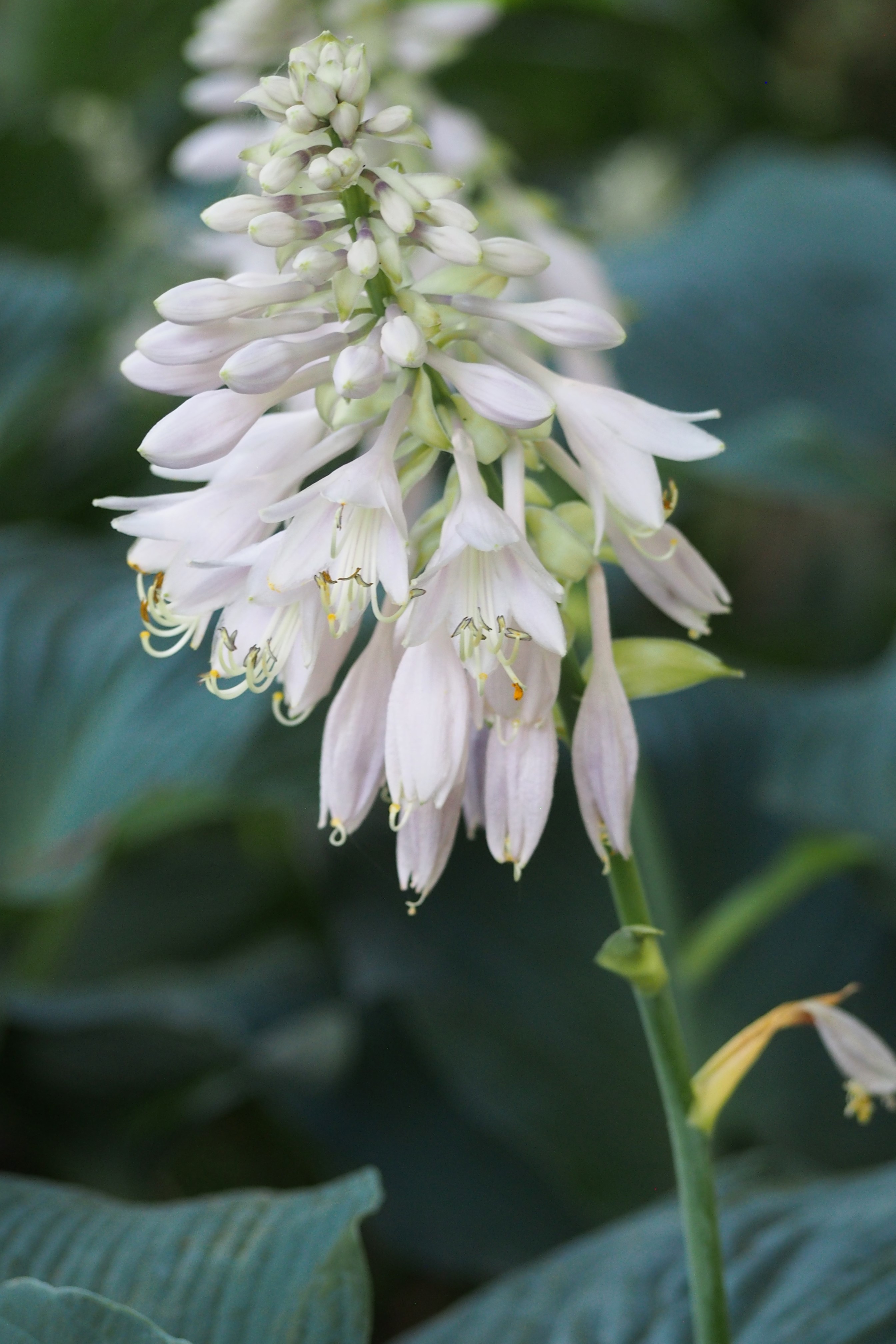 Photograph of Hosta 'Blue Rock'