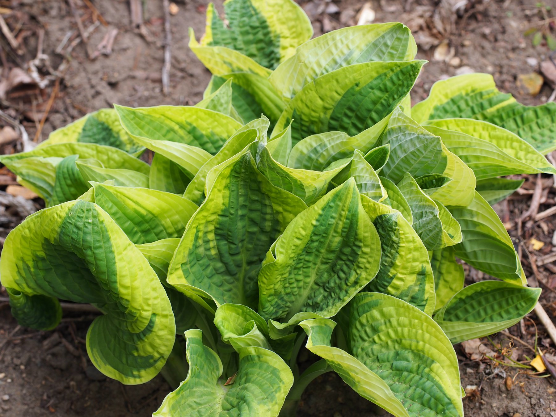 Photograph of Hosta 'Blue Tips'