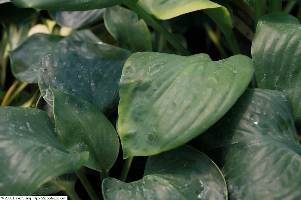Photograph of Hosta 'Blue Umbrellas'
