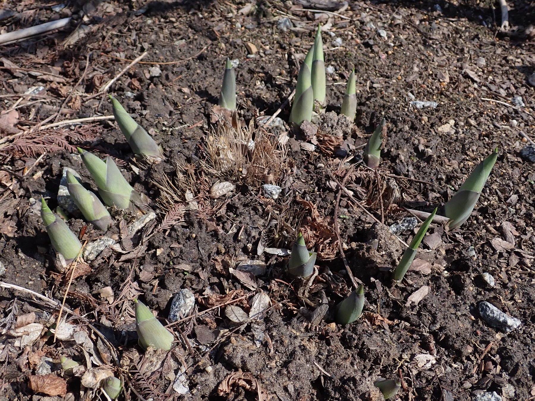 Photograph of Hosta 'Blue Vision'