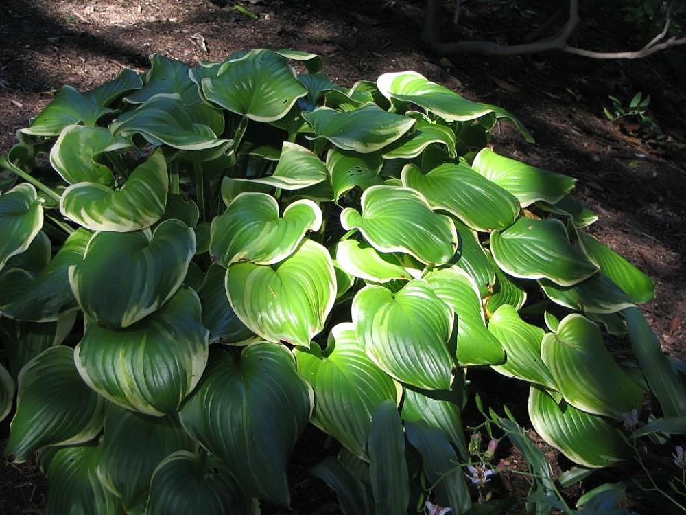 Photograph of Hosta 'Bouquet'