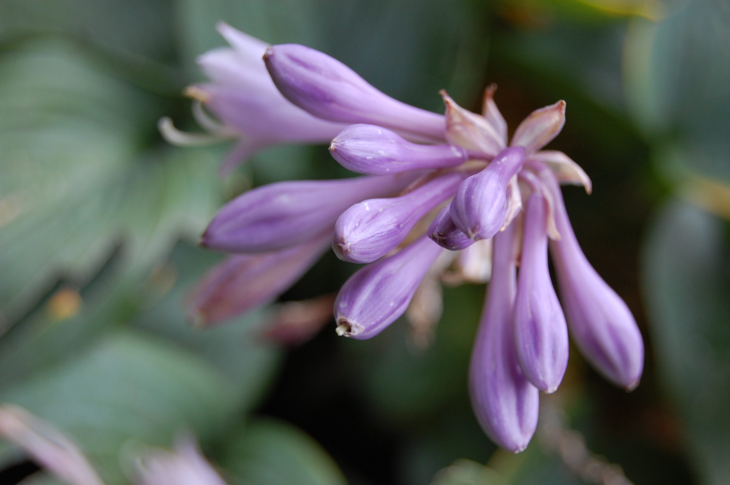 Photograph of Hosta 'Bressingham Blue'