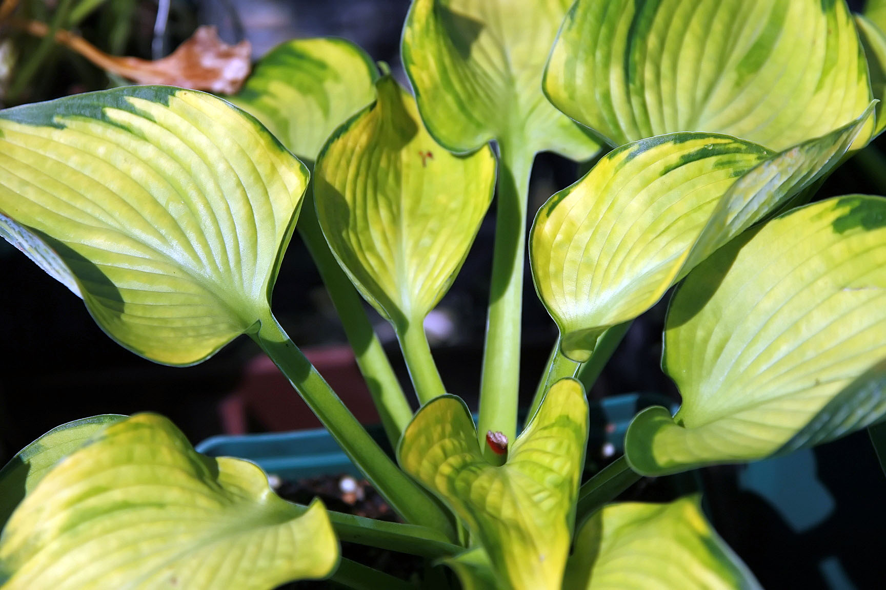 Photograph of Hosta 'Bridegroom'