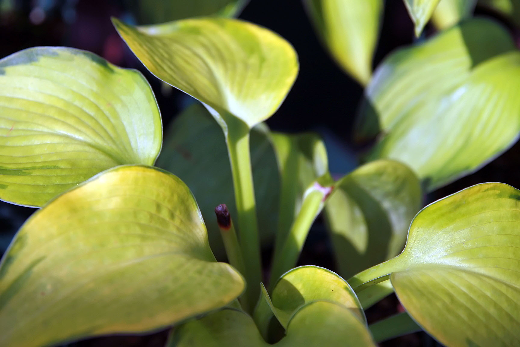 Photograph of Hosta 'Bright Lights'