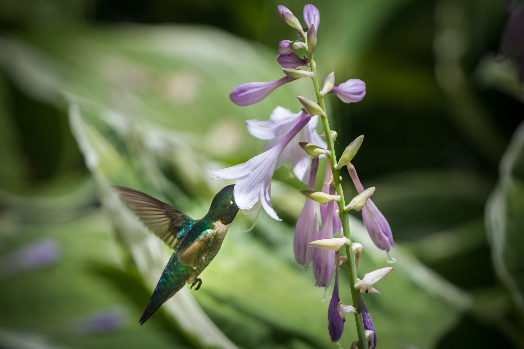 Photograph of Hosta 'Broad Street'