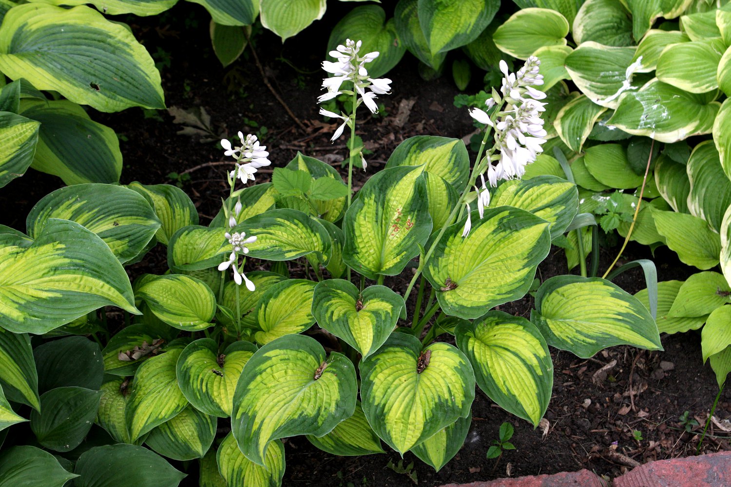 Hosta 'Cadillac'