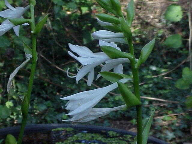 Hosta 'Caliban'