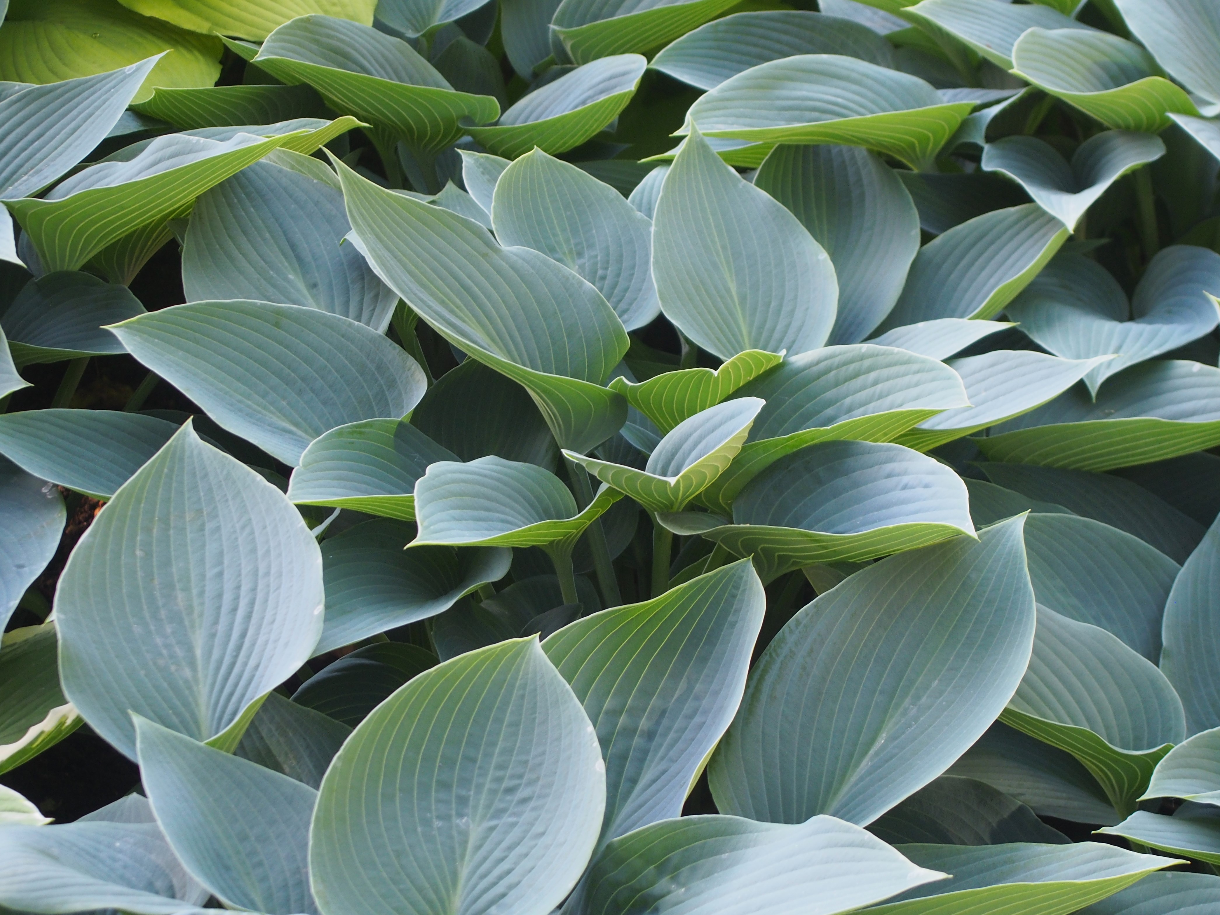 Photograph of Hosta 'Canadian Blue'
