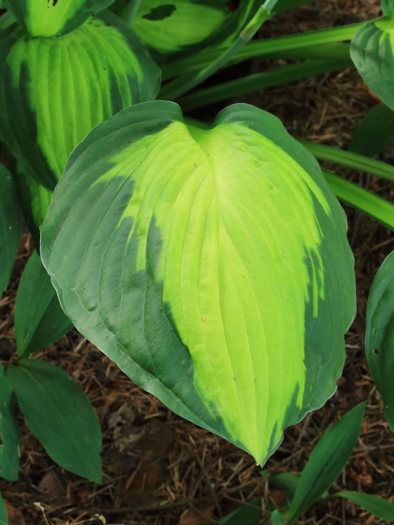 Photograph of Hosta 'Captain Kirk'