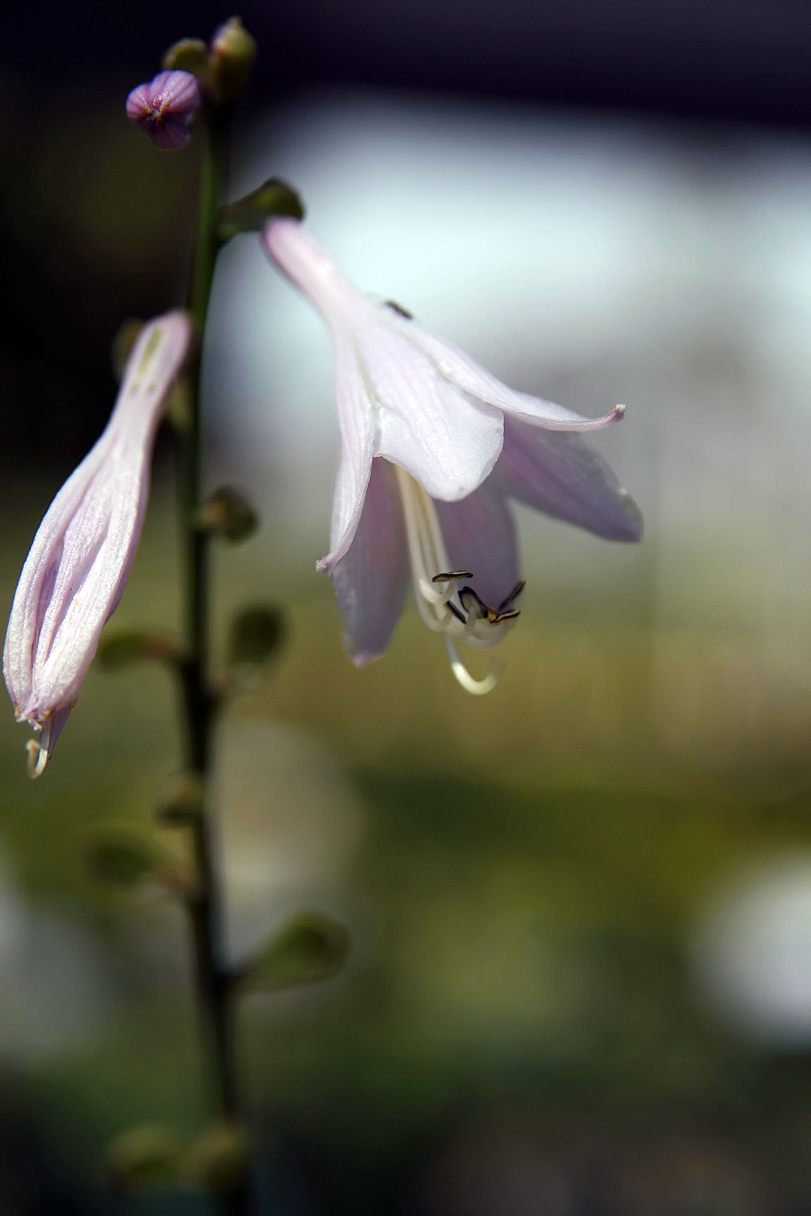 Hosta 'Carnival'