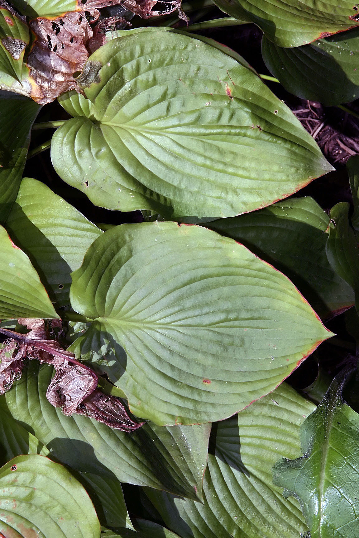 Photograph of Hosta 'Carolina Blue'