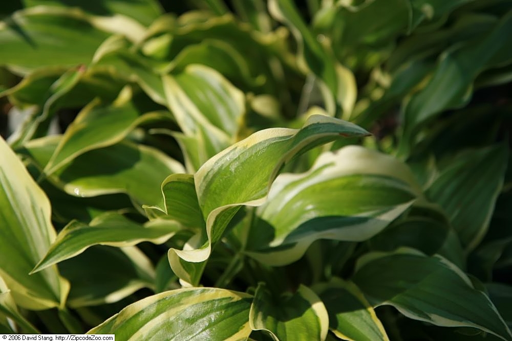 Photograph of Hosta 'Carolina Sunshine'
