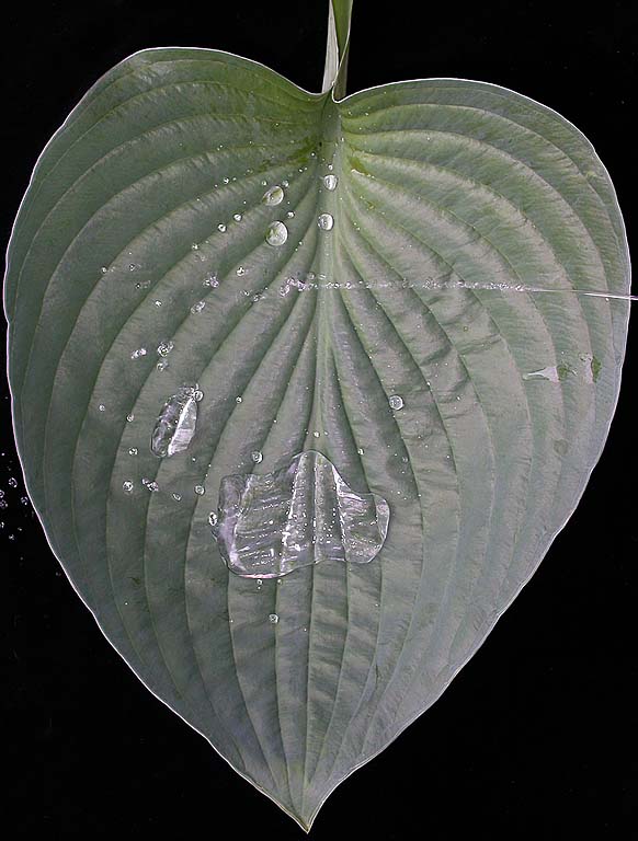 Photograph of Hosta 'Carry On'