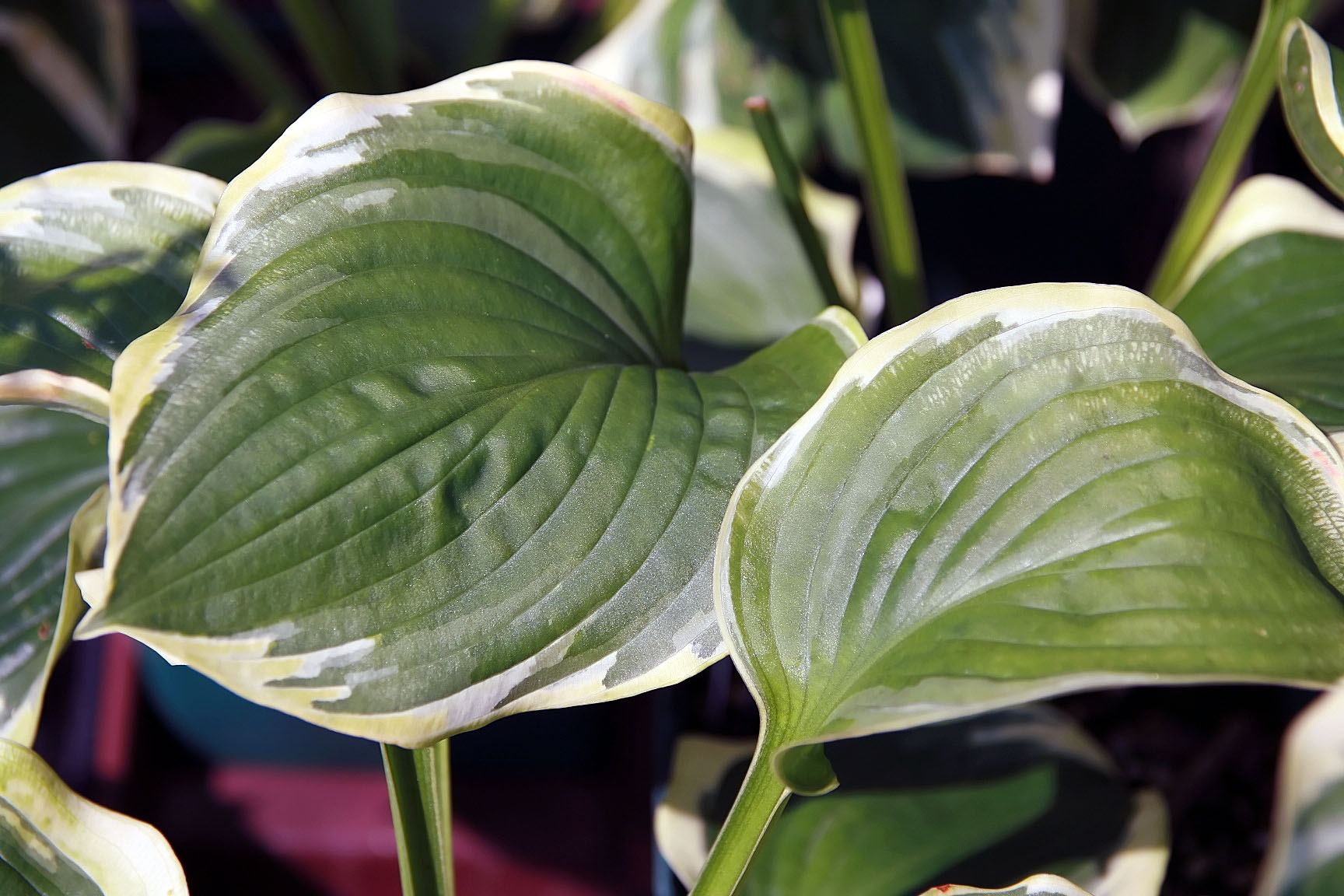Photograph of Hosta 'Celestial'