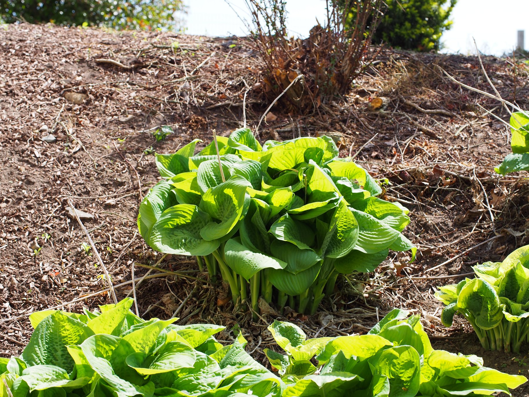Photograph of Hosta 'Chartreuse'