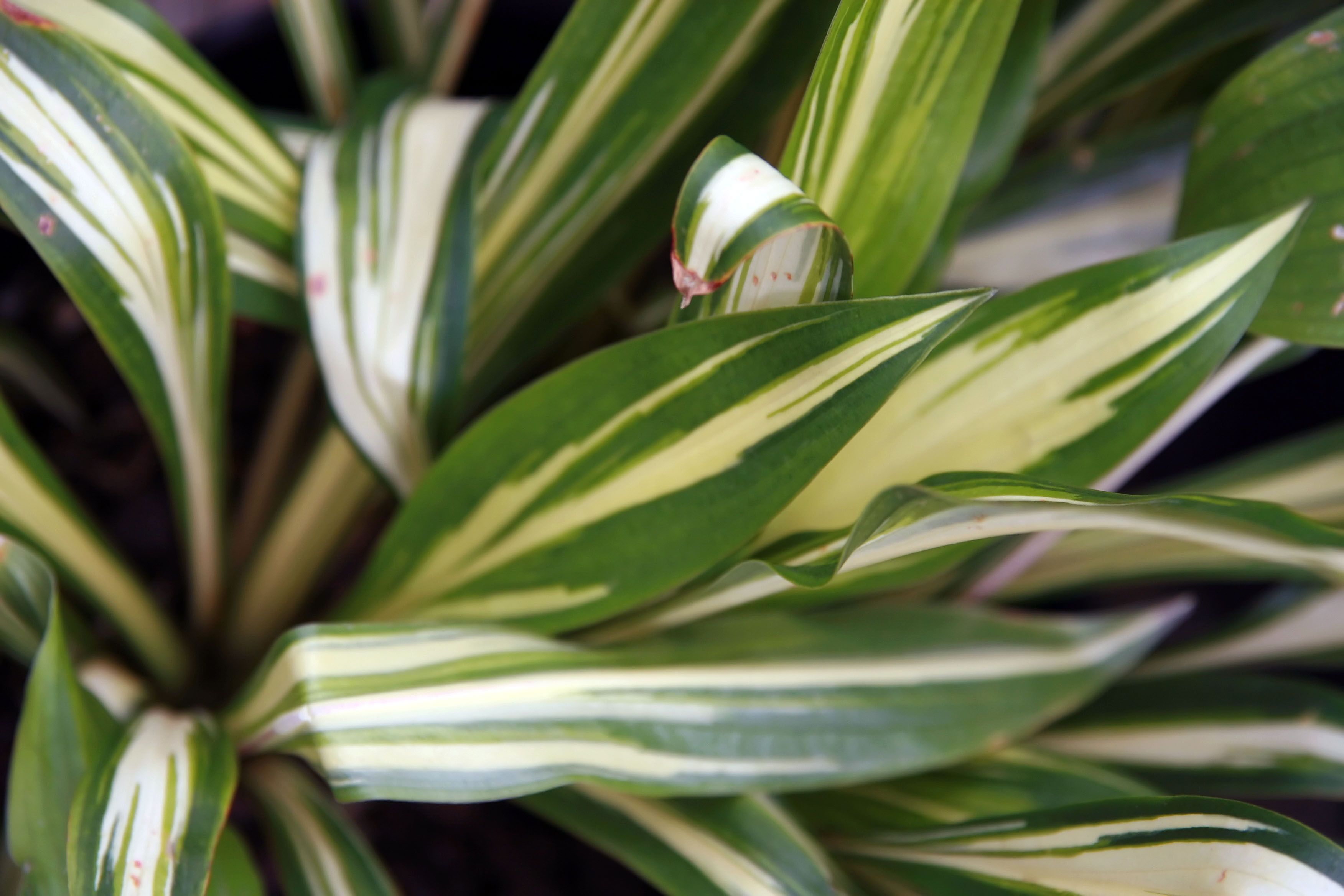 Photograph of Hosta 'Cherry Berry'