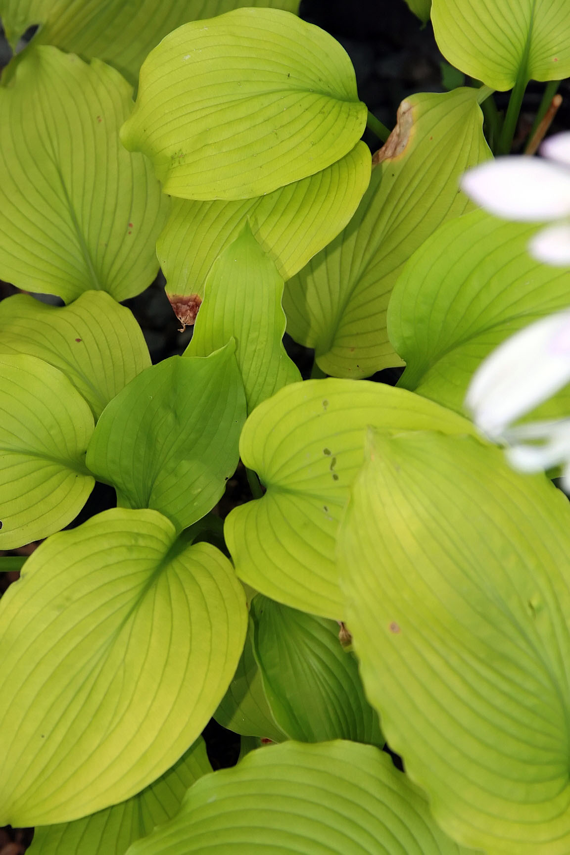 Photograph of Hosta 'Choo Choo Train'