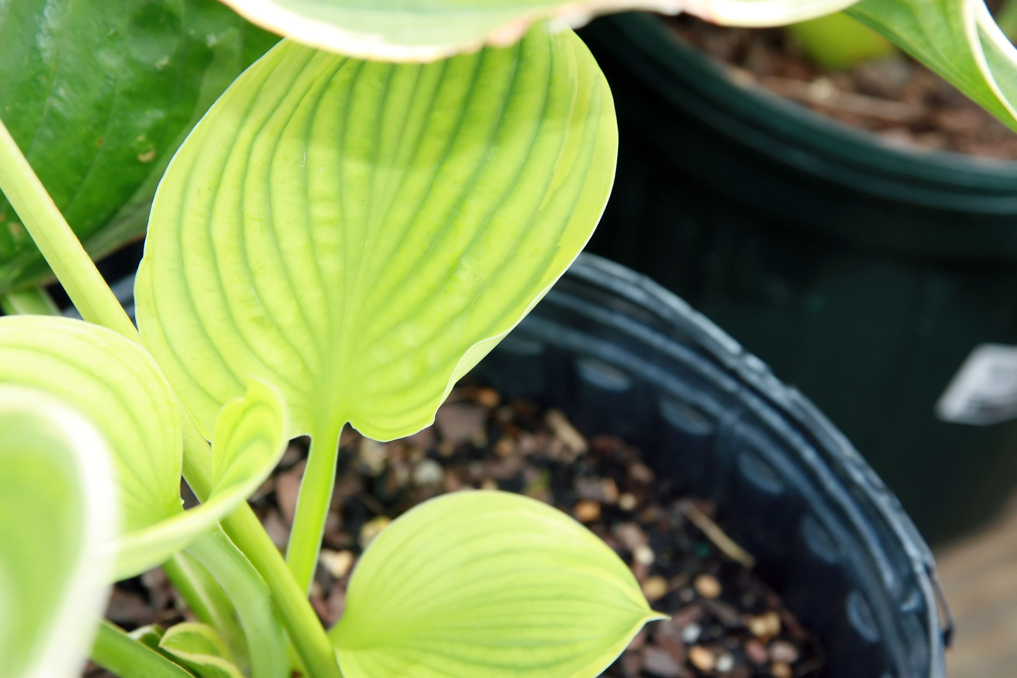 Photograph of Hosta 'Christmas Tree'