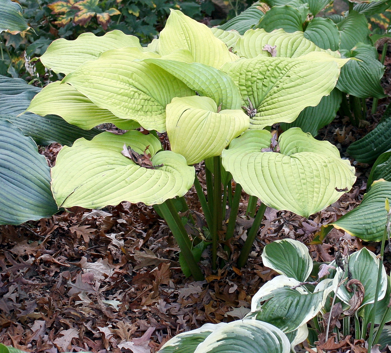 Photograph of Hosta 'Coast to Coast'